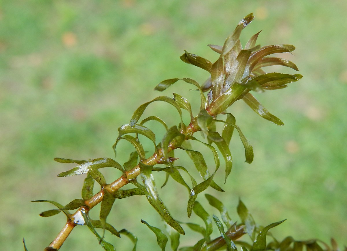 Elodea Nuttallii